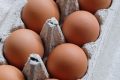 One dead and hundreds ill in UK salmonella outbreak