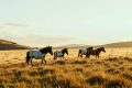 Row over potential cull of Dartmoor hill ponies