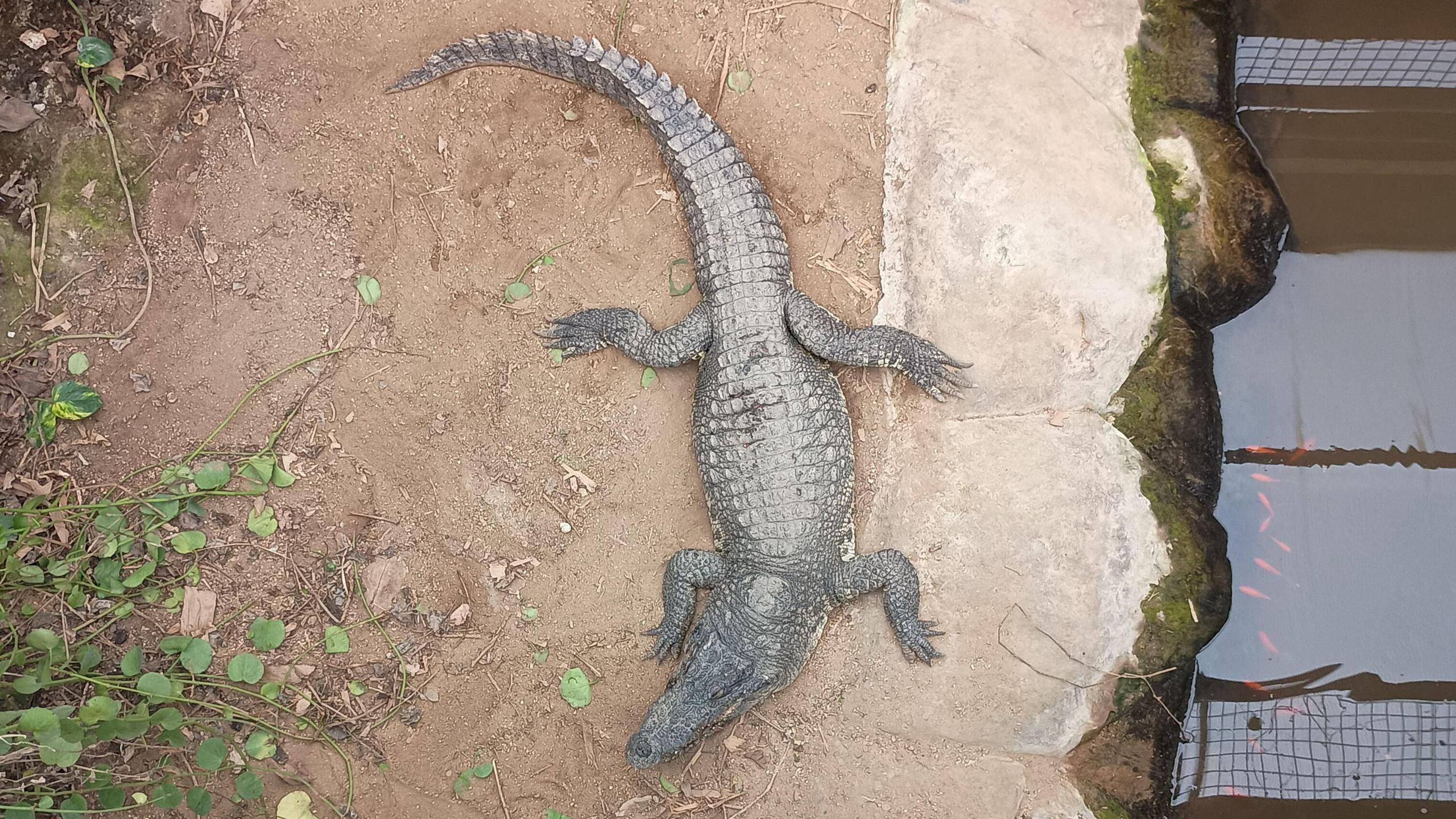 Child attack crocodile enclosure reopens to public