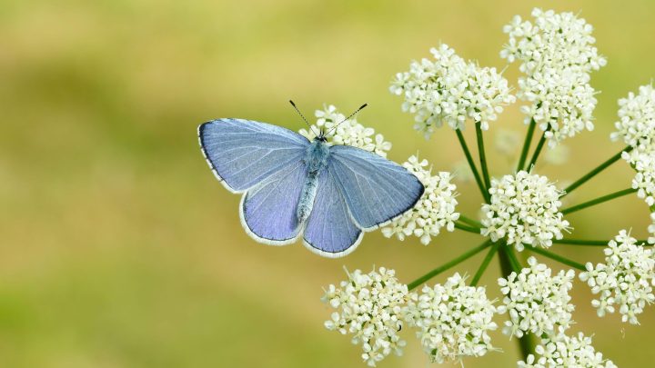 Britain ‘set for bumper year’ for butterflies