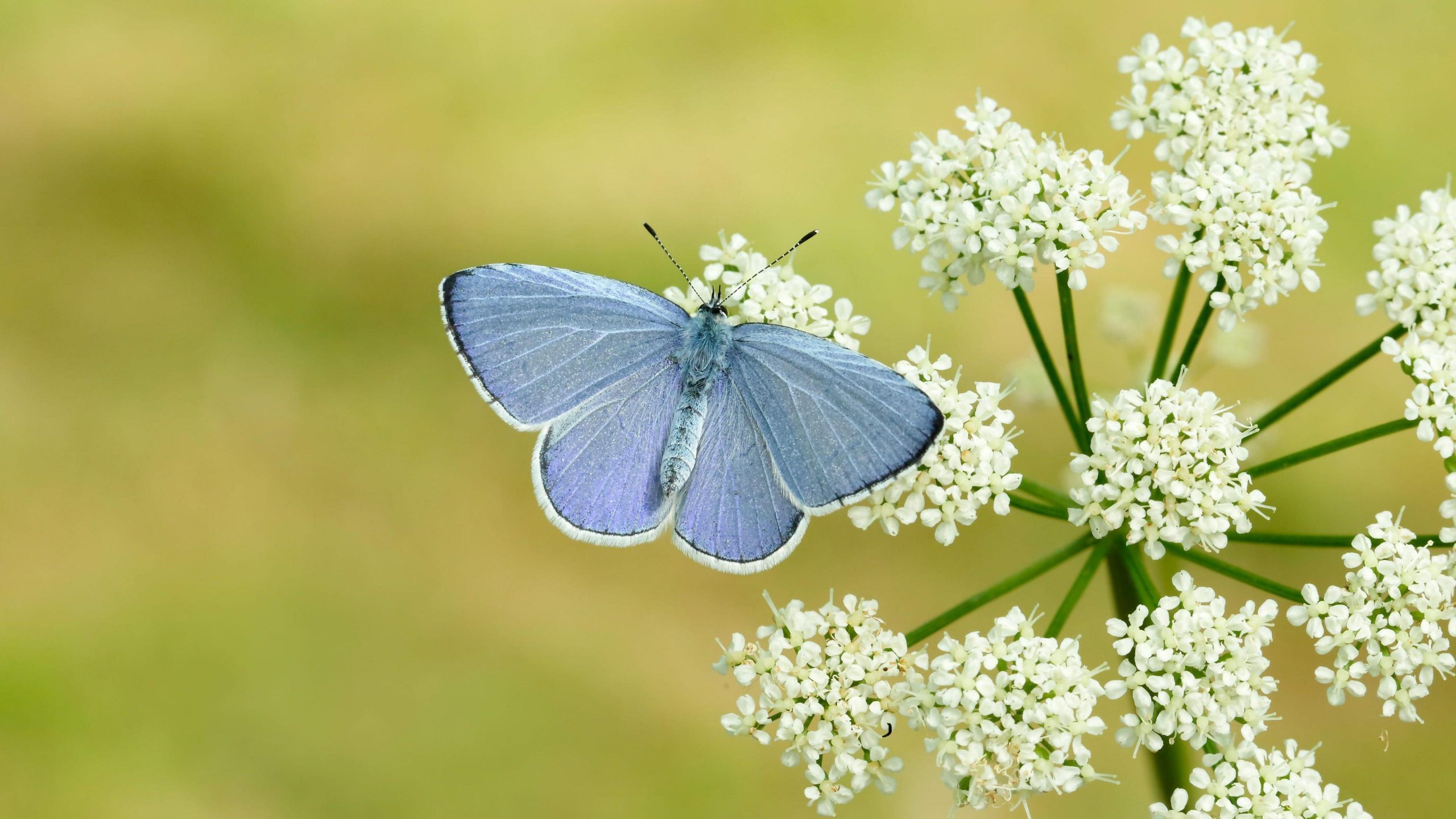 Britain ‘set for bumper year’ for butterflies