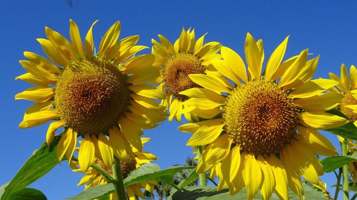 UK heatwave delivers exceptional sunshine and persistent 30C temperatures