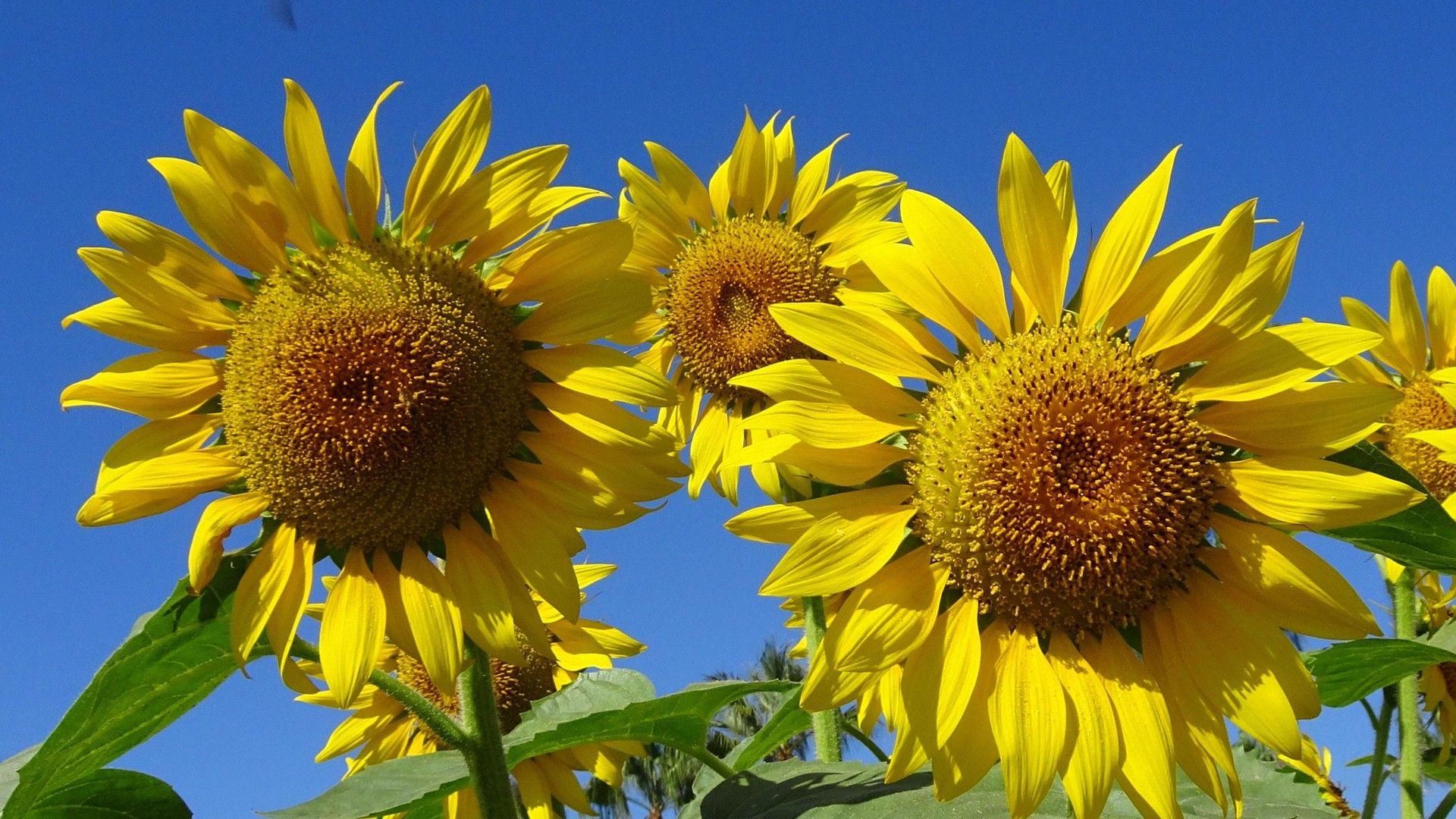 UK heatwave delivers exceptional sunshine and persistent 30C temperatures