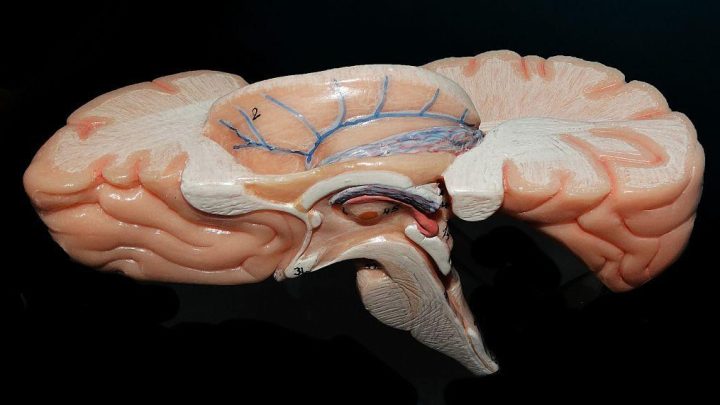 How Indian scientists are mapping the brain’s last frontier