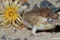 Viral squeaky frog now at risk of extinction