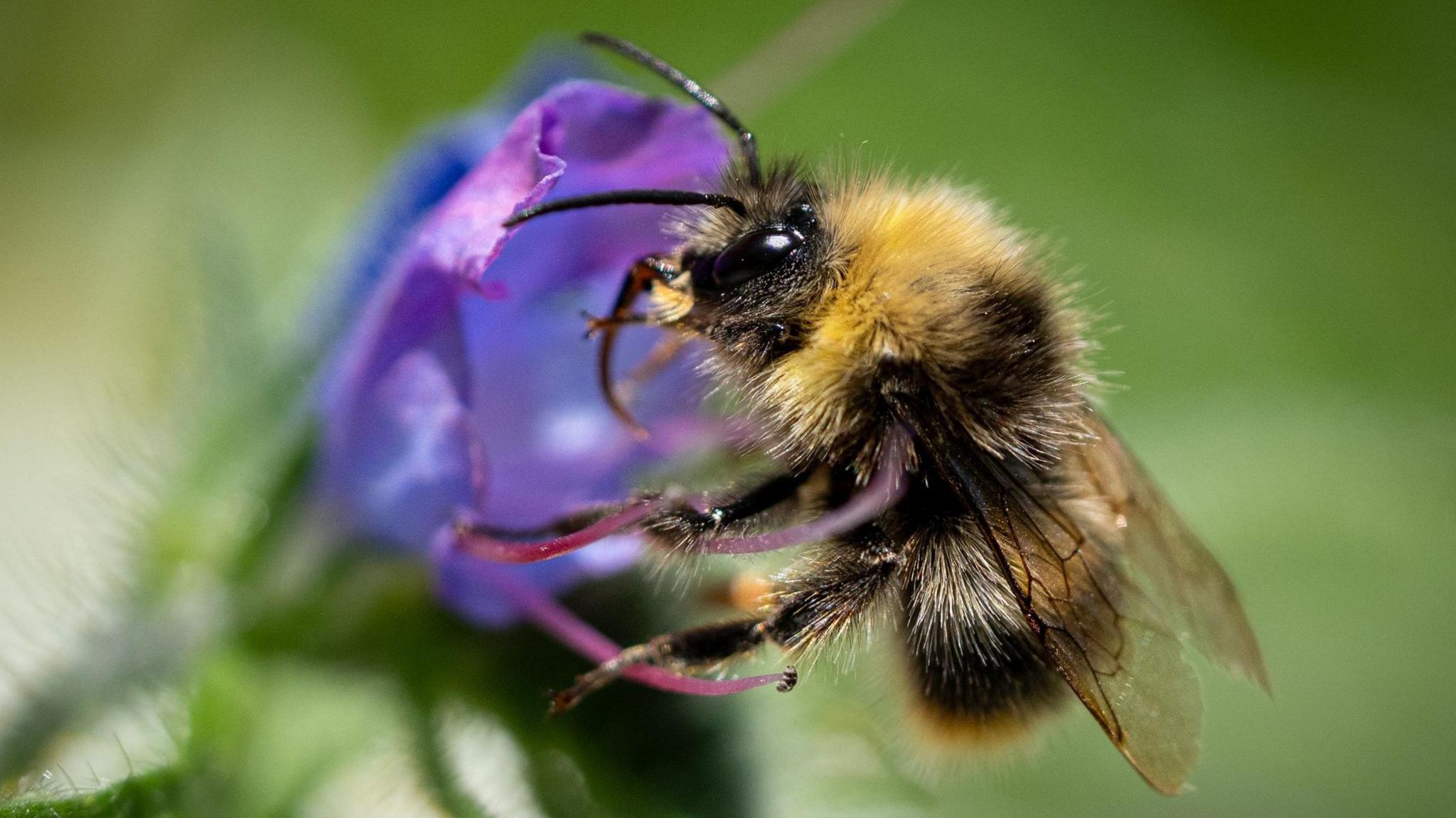 Bumblebees are struggling in UK heatwaves – but you can help them