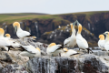 Gannet colonies could take 15 years to recover from bird flu