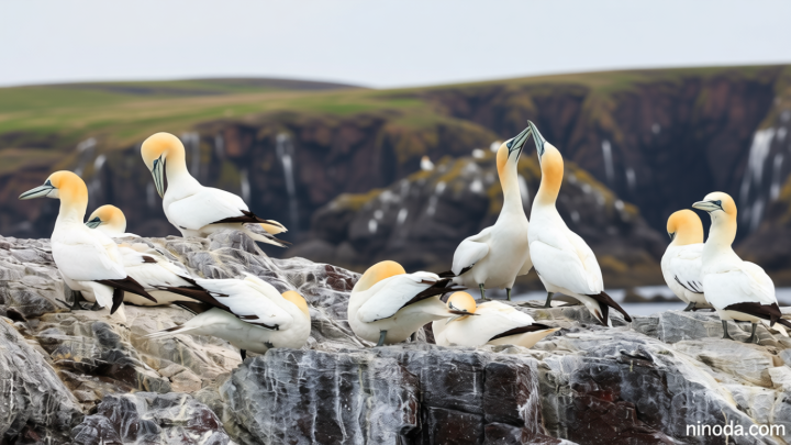 Gannet colonies could take 15 years to recover from bird flu