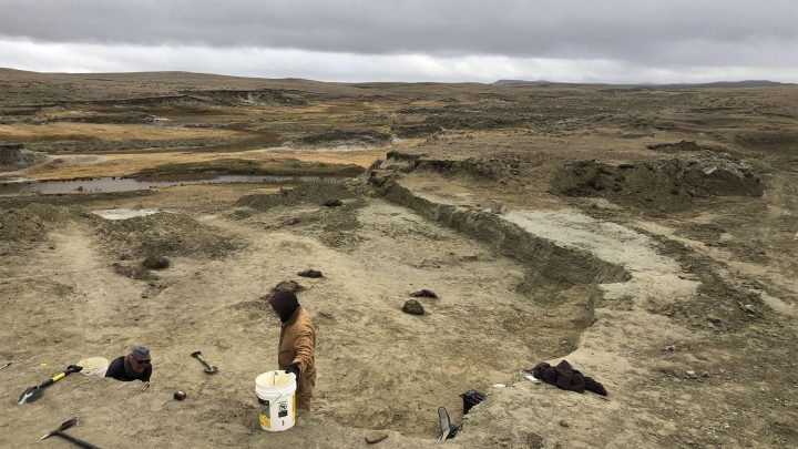 T. rex could become most expensive fossil ever – but it’s a ​problem for scientists