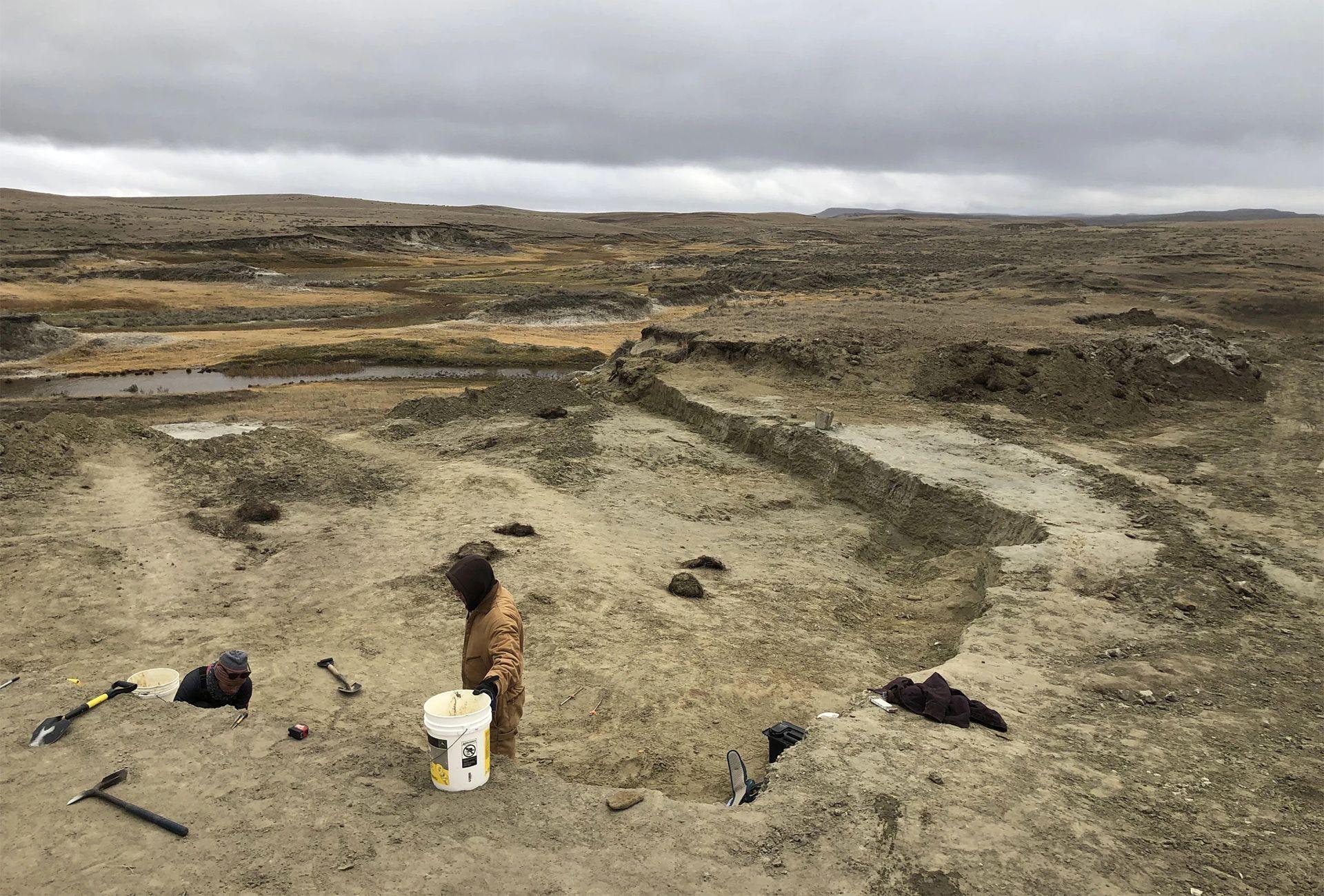 T. rex could become most expensive fossil ever – but it’s a ​problem for scientists