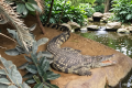 Boy, 3, had five surgeries after crocodile attack
