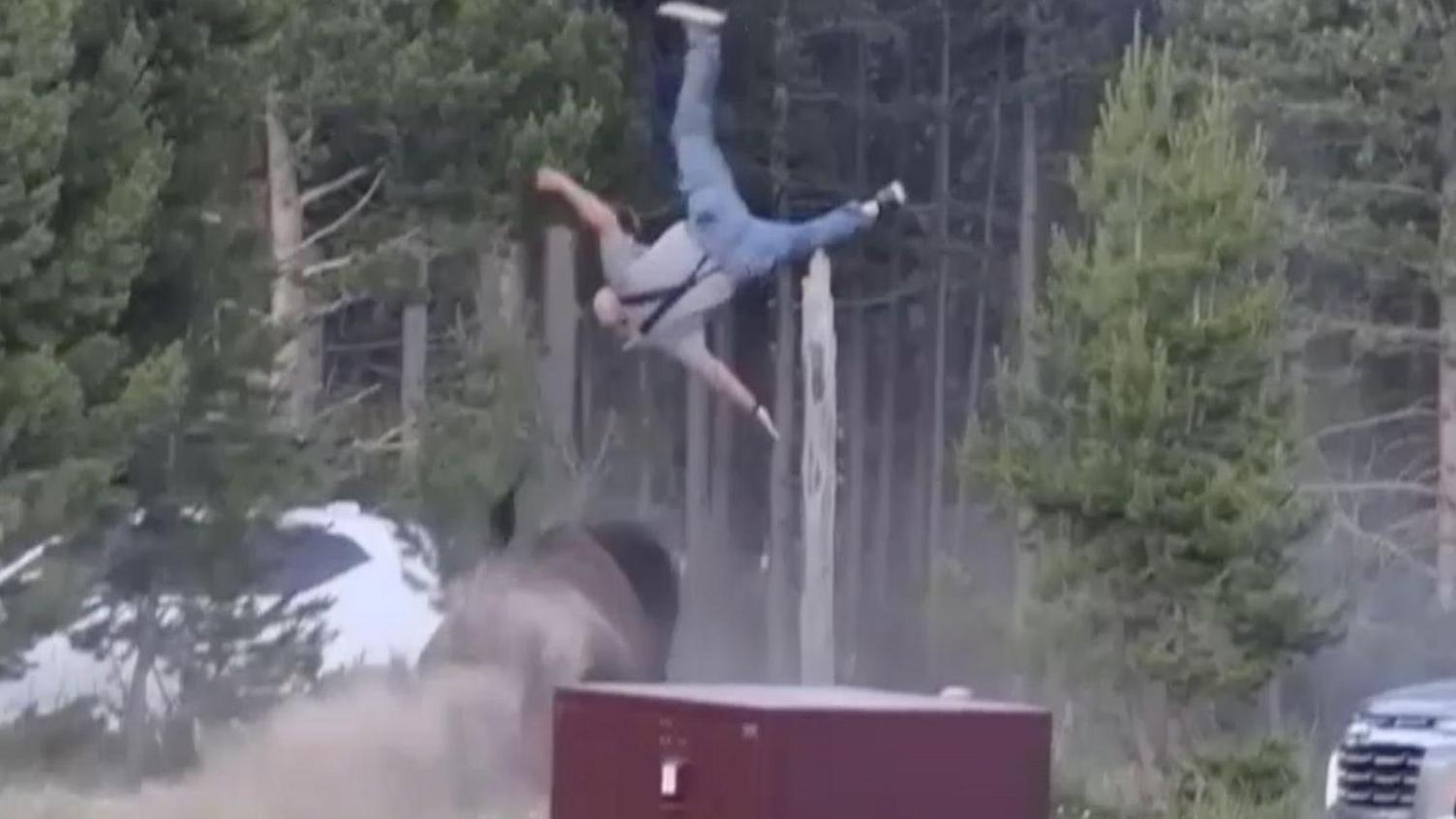 Bison rams grandfather in Yellowstone Park, knocking him metres into the air