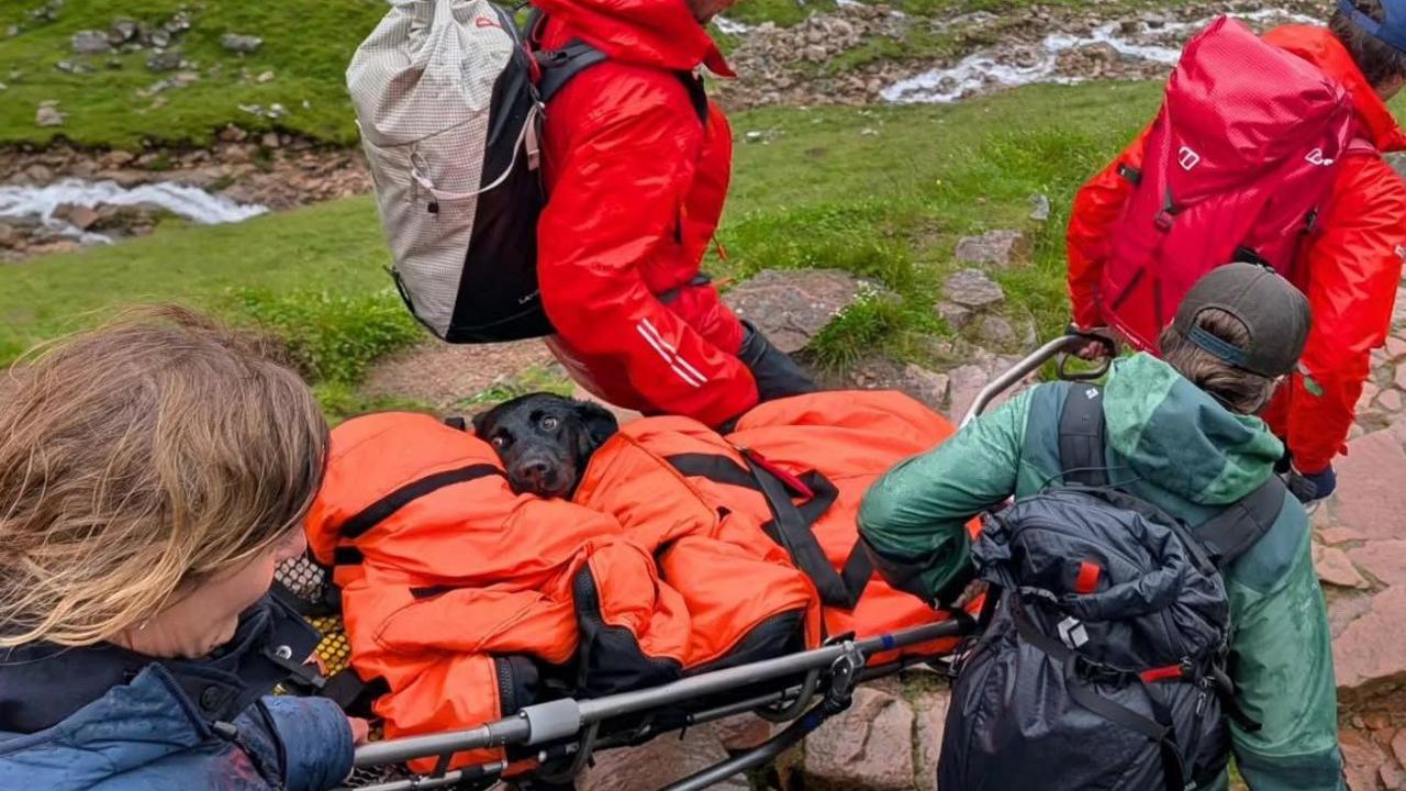 Dog rescued from Ben Nevis suspected to have eaten discarded cannabis