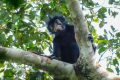New monkey species with orange lips found ‘hiding’ in DR Congo forest