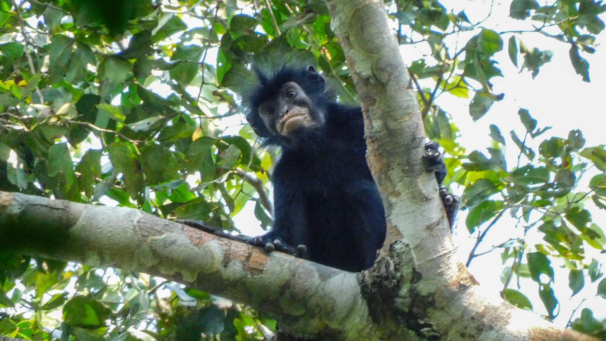 New monkey species with orange lips found ‘hiding’ in DR Congo forest