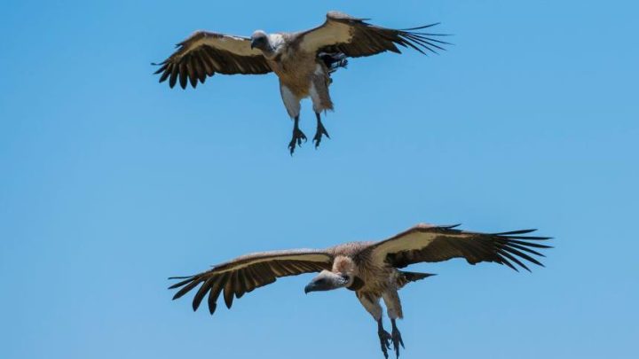 Vultures are disappearing in Nigeria – but the ‘Vulture King’ is fighting to reverse the trend